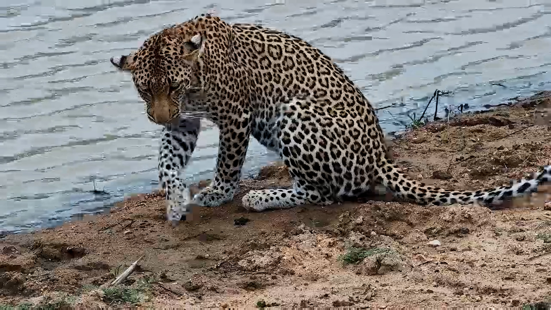 Leopard Arrives for a Morning Drink at Jabulani