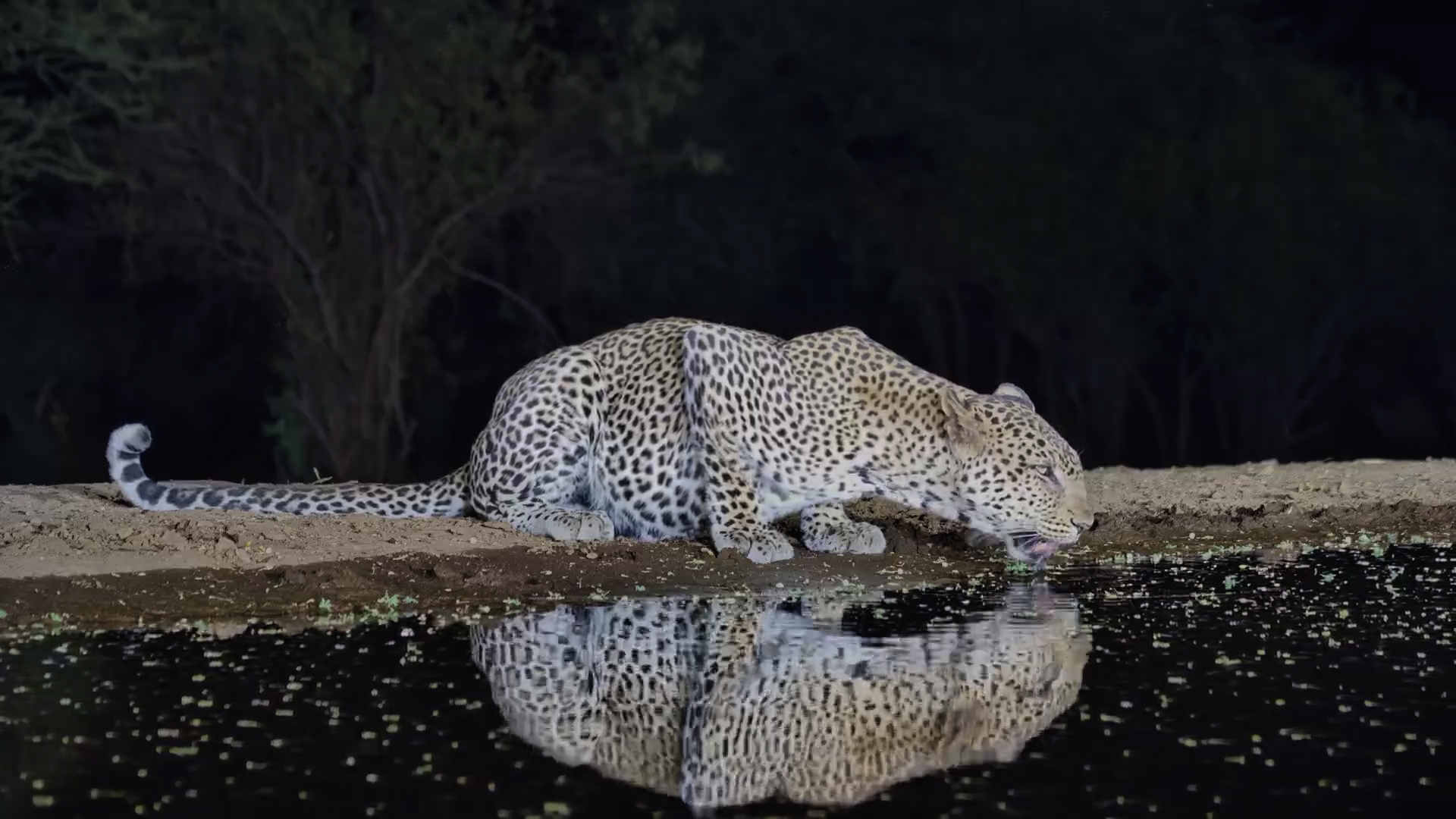 Resident Leopard Drinking at Night