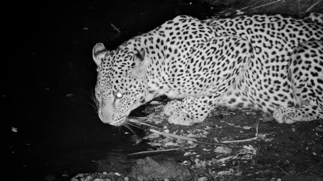 Leopard Seemed to Smell Something Interesting
