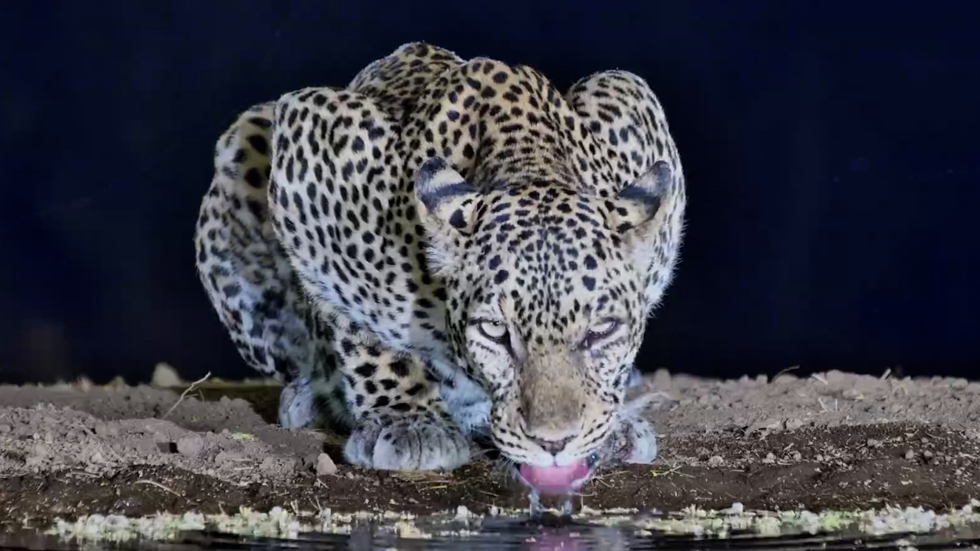 Leopard Drinks Alone... Then Ghosts the Waterhole