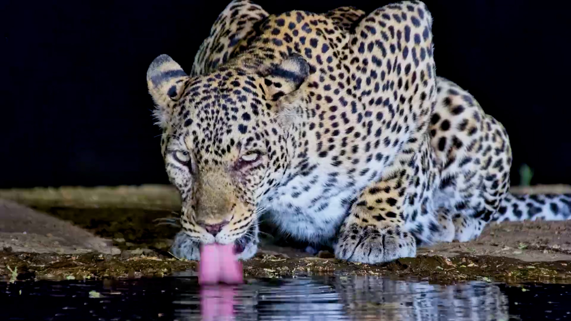 The Resident Leopard Is Back