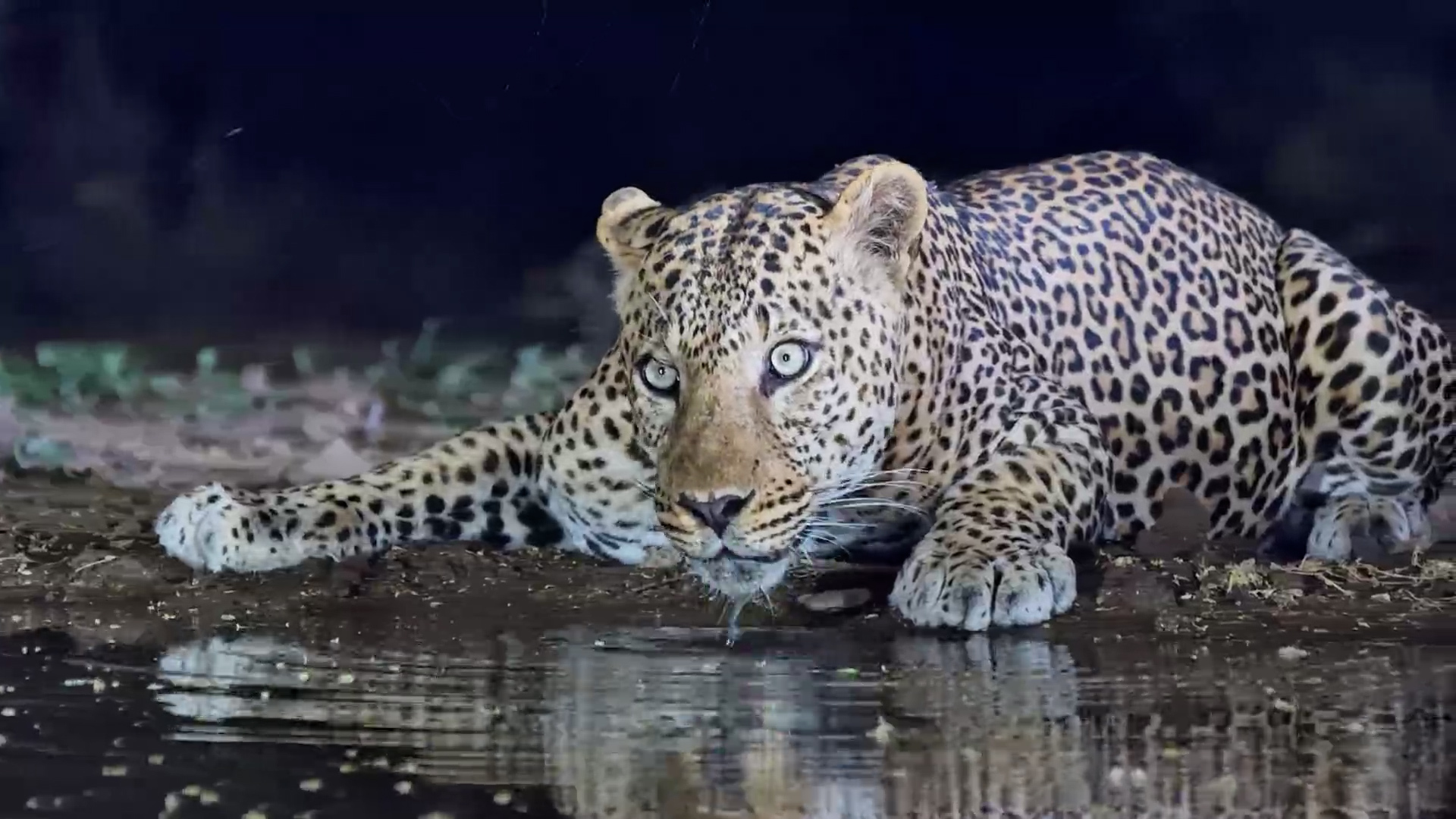 Look at the Eyes on This Magnificent Male Leopard!