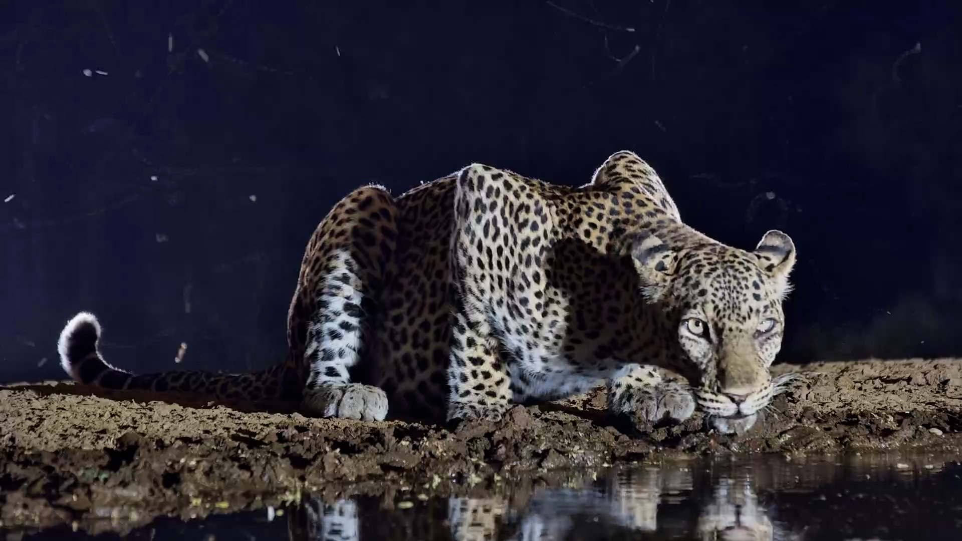 Beautiful Leopardess Appears for an Evening Drink