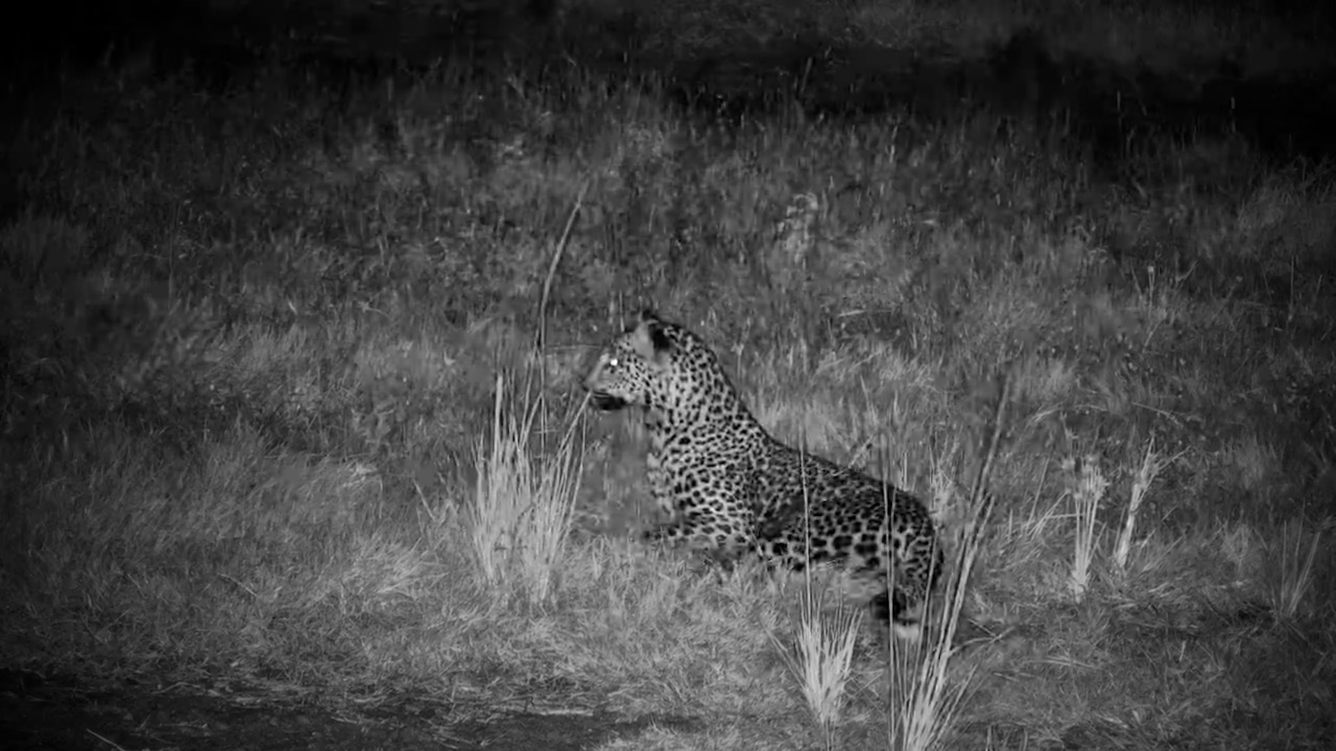 Stepping into the Night | Leopard Visits Nkorho