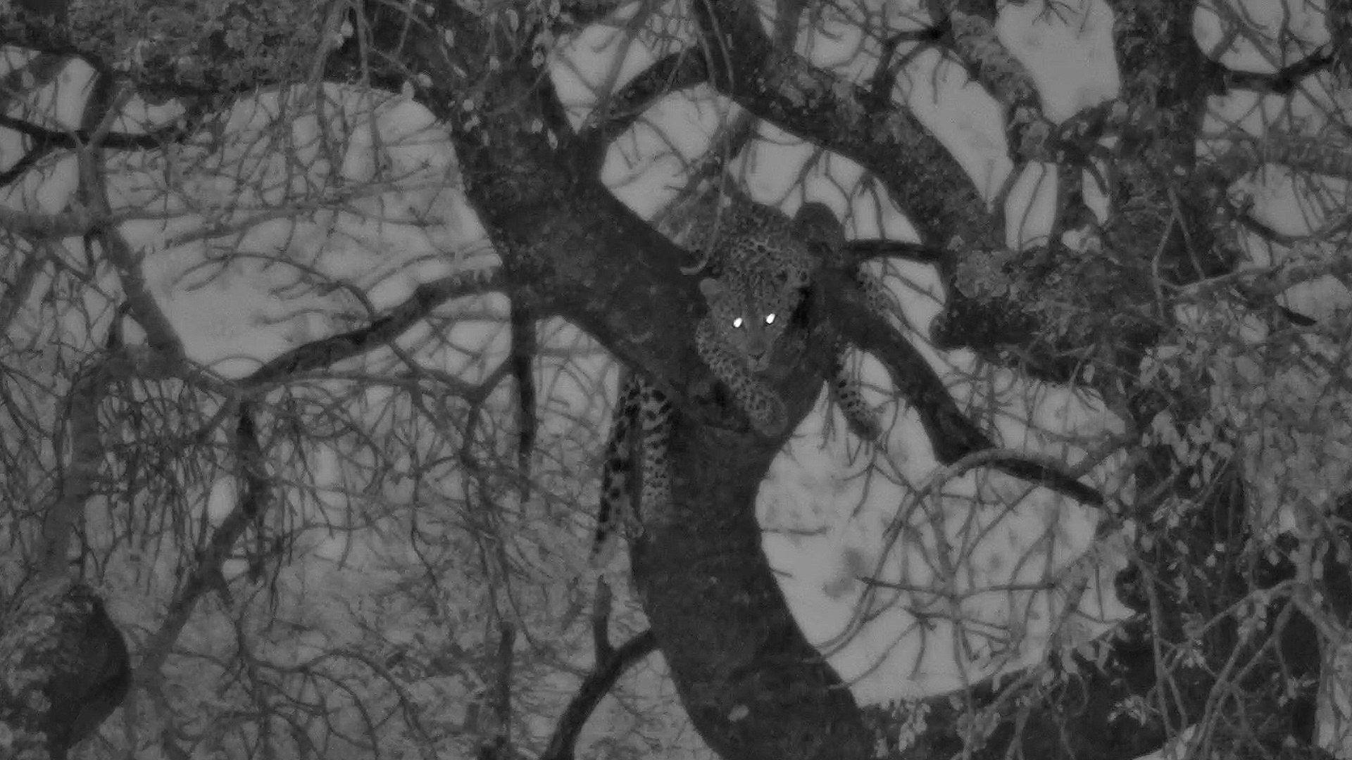 Leopard Spotted in a Tree at Dusk at Nkorho