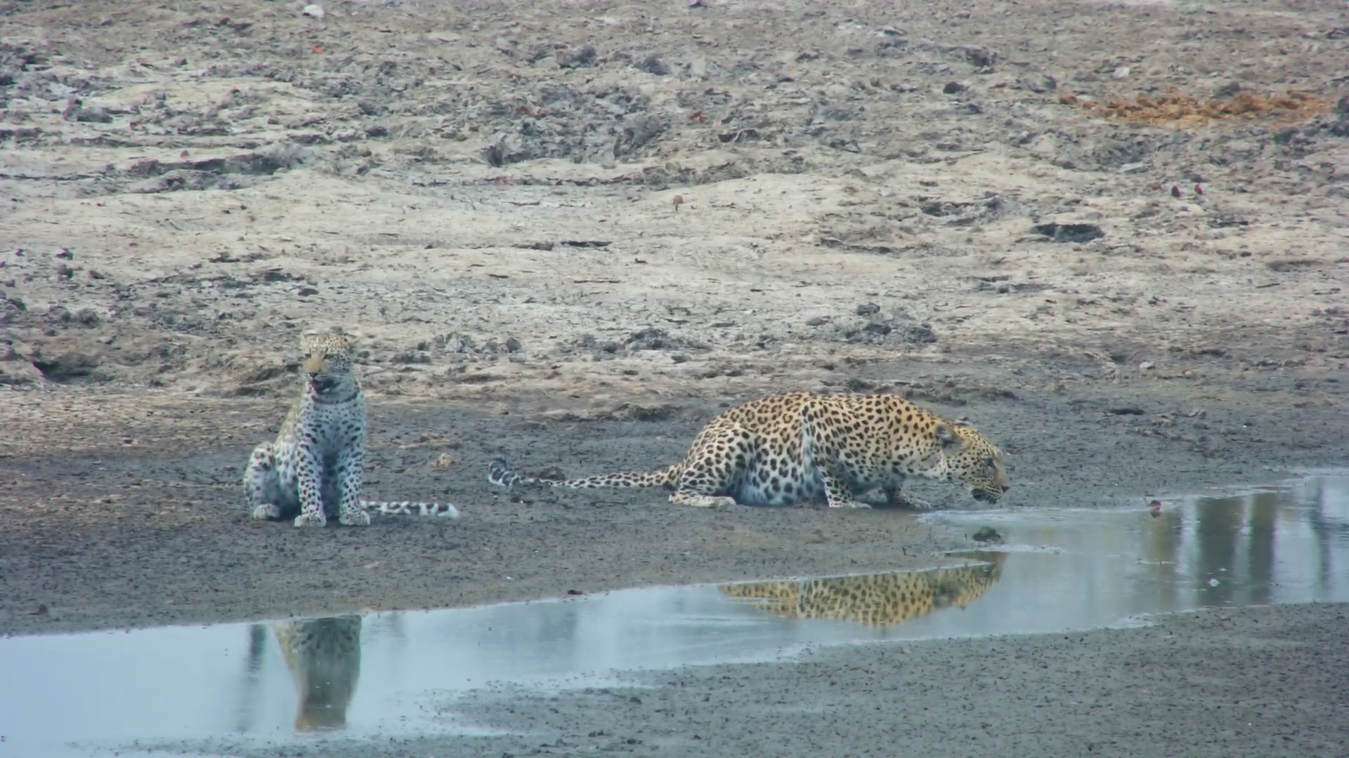Leopardess and Cub Arrive for a Morning Drink
