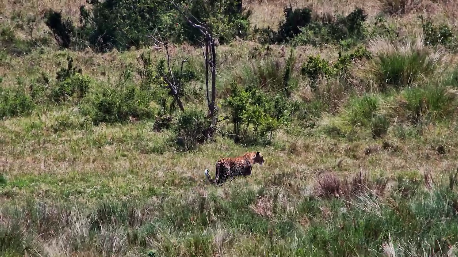 Quick Leopard Moves Through Mahali Mzuri