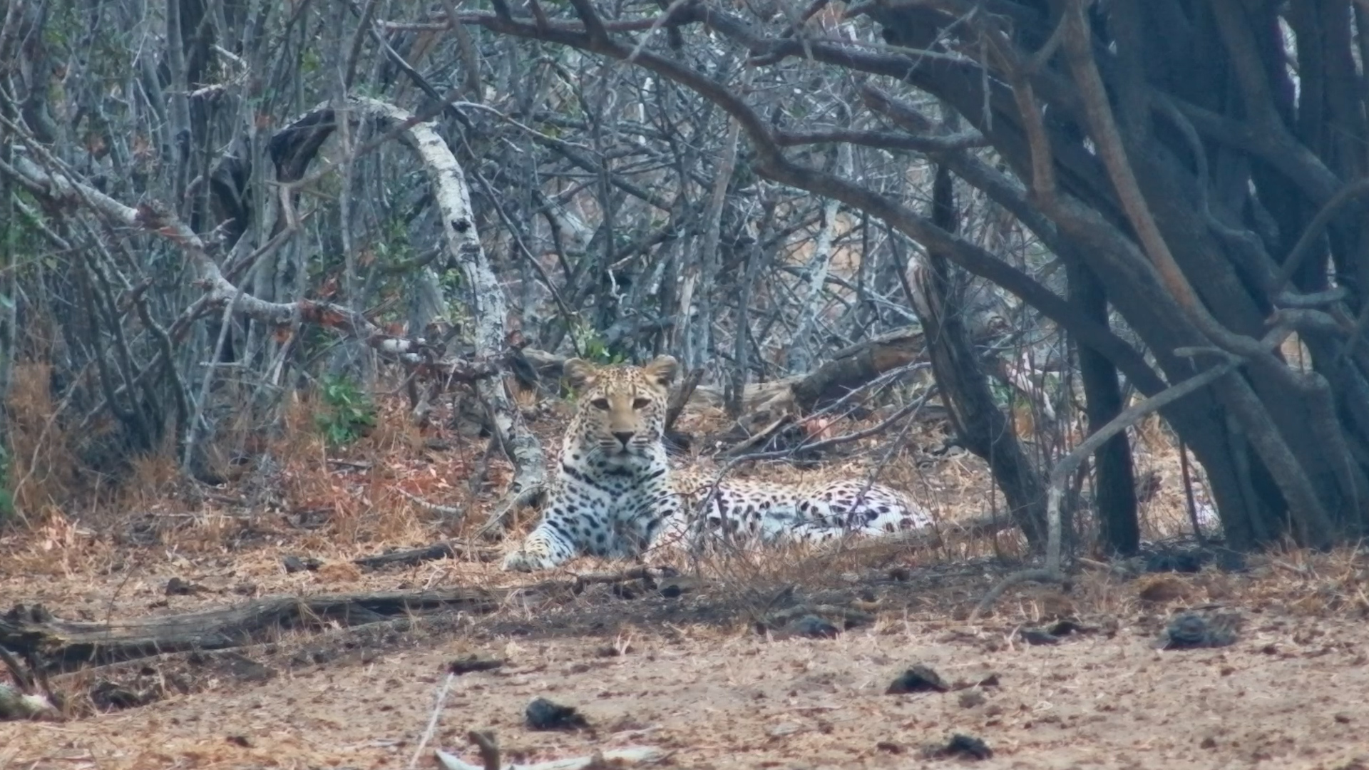 Leopard Serenity: Resting at the Waterhole