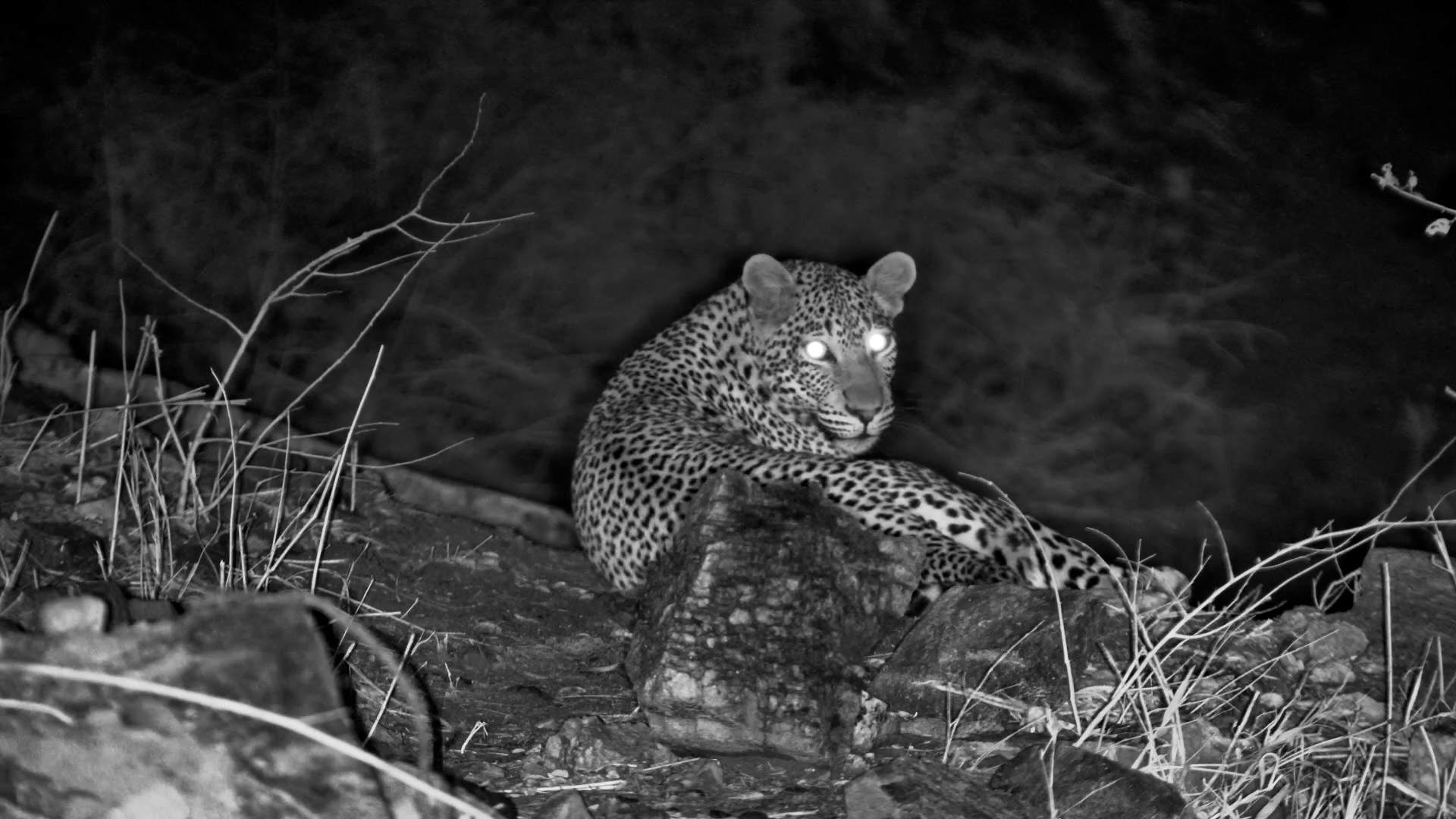 Leopard Resting on the Olifants River Pathway