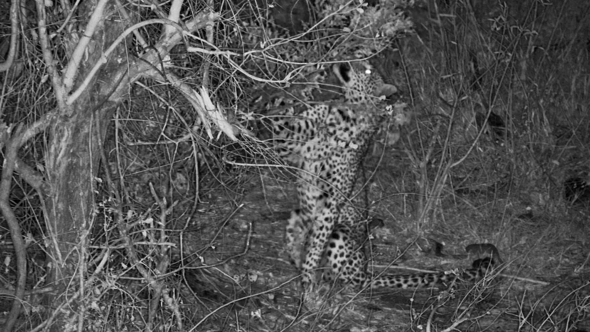 Leopard Leaves Its Calling Card... Then Vanishes