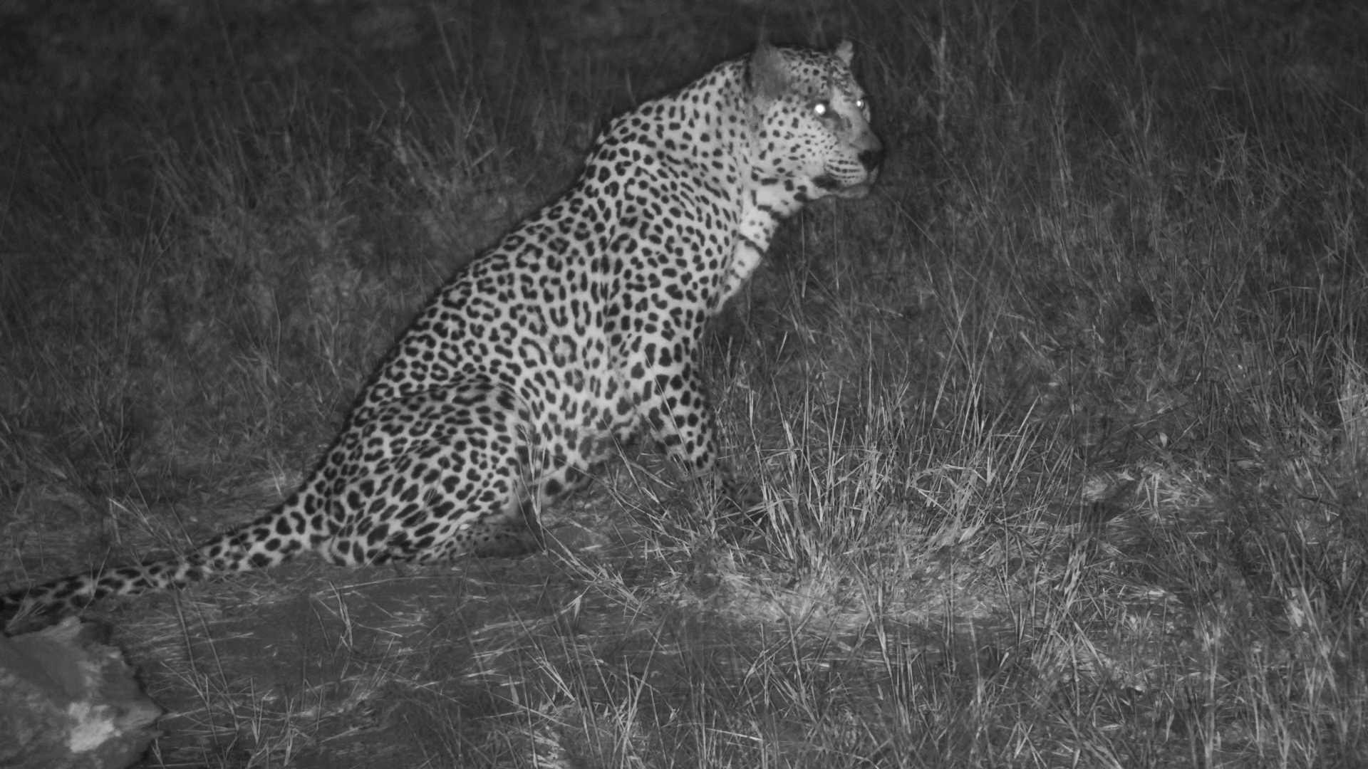 A Silent Visitor at Serondella