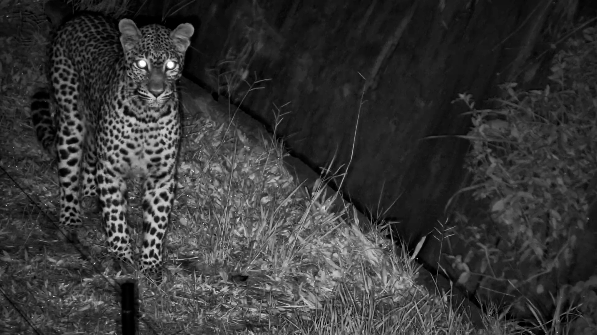 Night-Time Leopard Sighting Along the Hwange Safari Lodge Fence