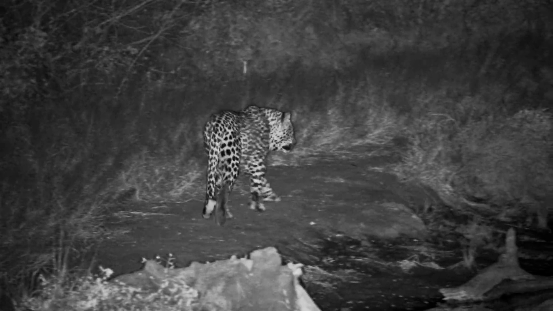 Leopard Slips Past Serondella Waterhole