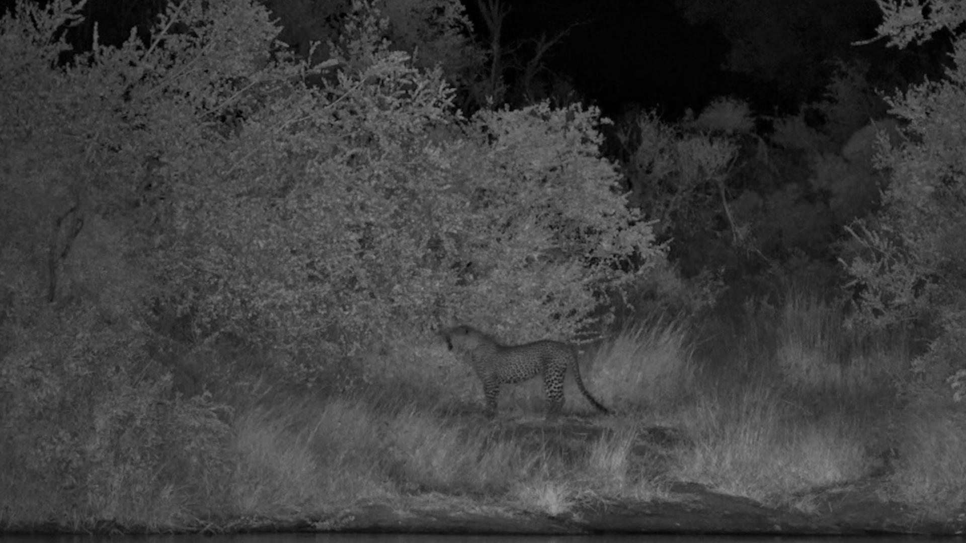 Leopard Passes by Simbavati Waterside