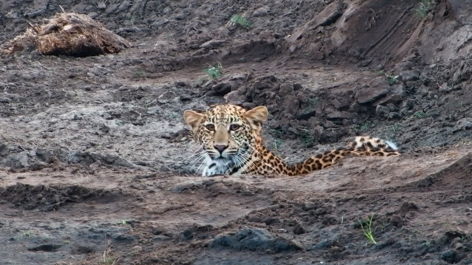The Leopard Suddenly Stopped and Listened…