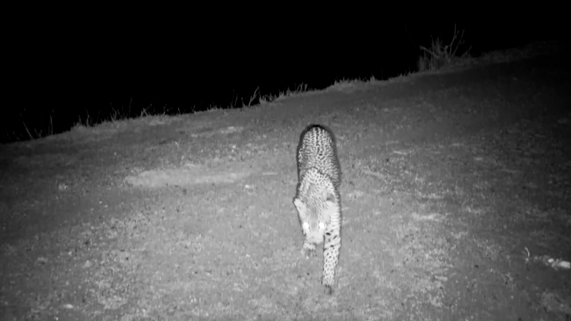 Leopard on the Move at Simbavati