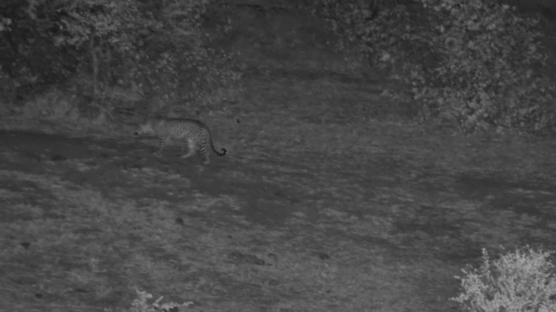 A Leopard Moved Silently Through the Darkness