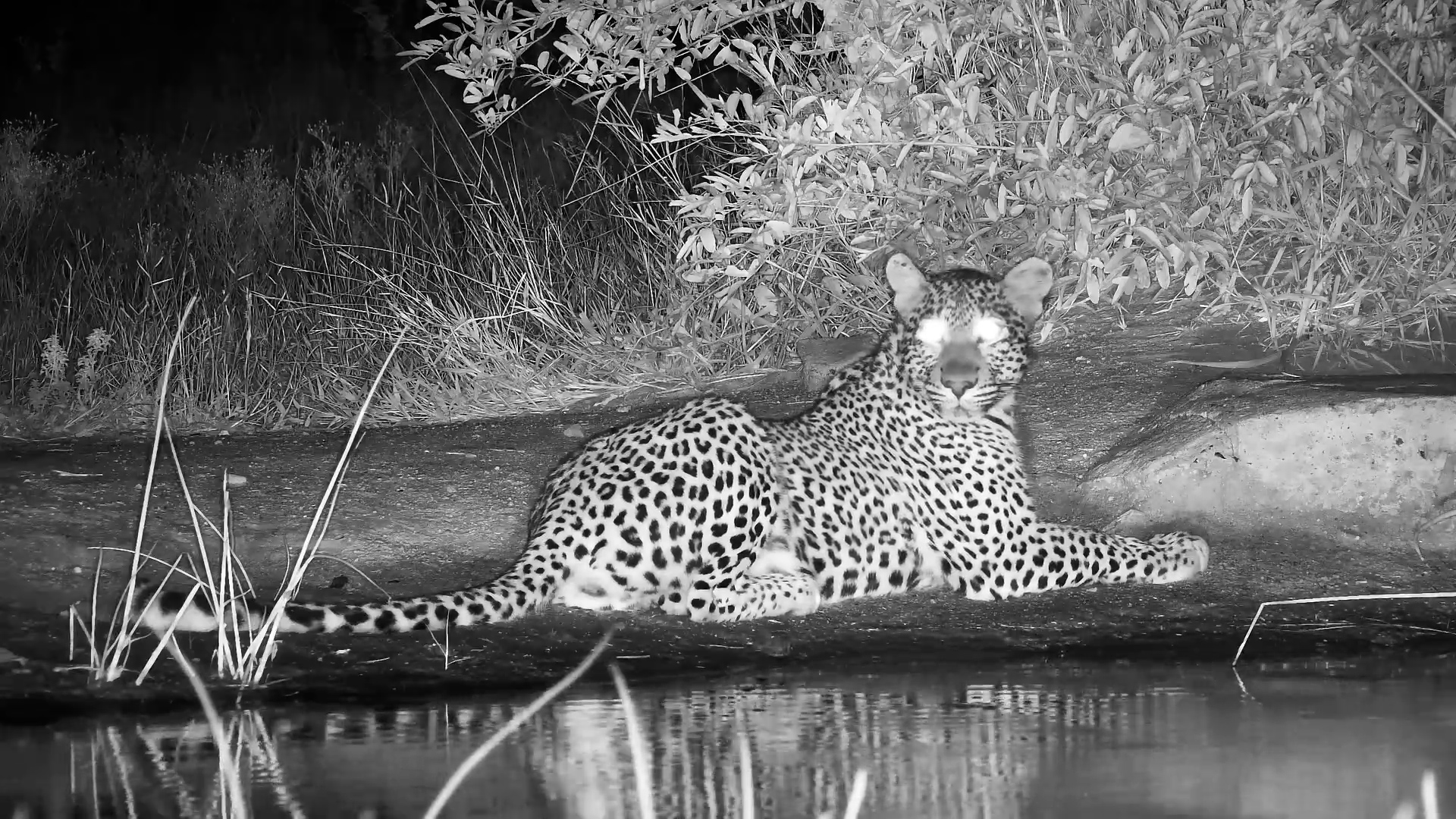Stealthy Leopard Checks Out Zebras