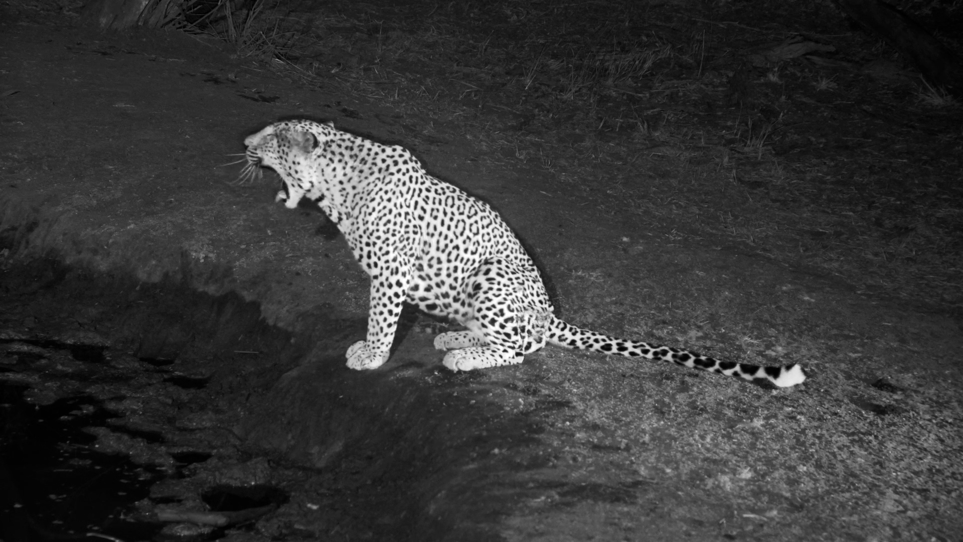 Predator and Giant: Leopard Returns After Hippo Chase