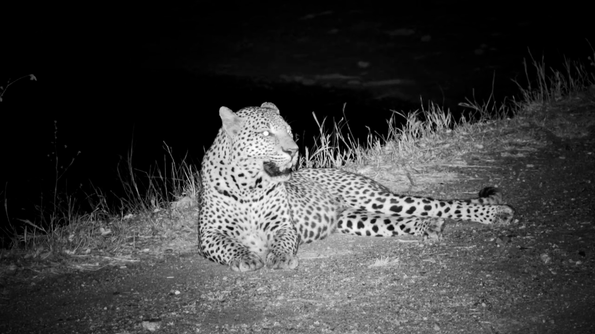 Gorgeous Leopard Stops to Call By Camera
