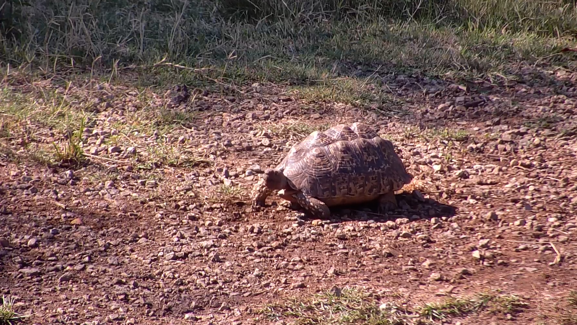 Leopard Tortoise at the Waterhole