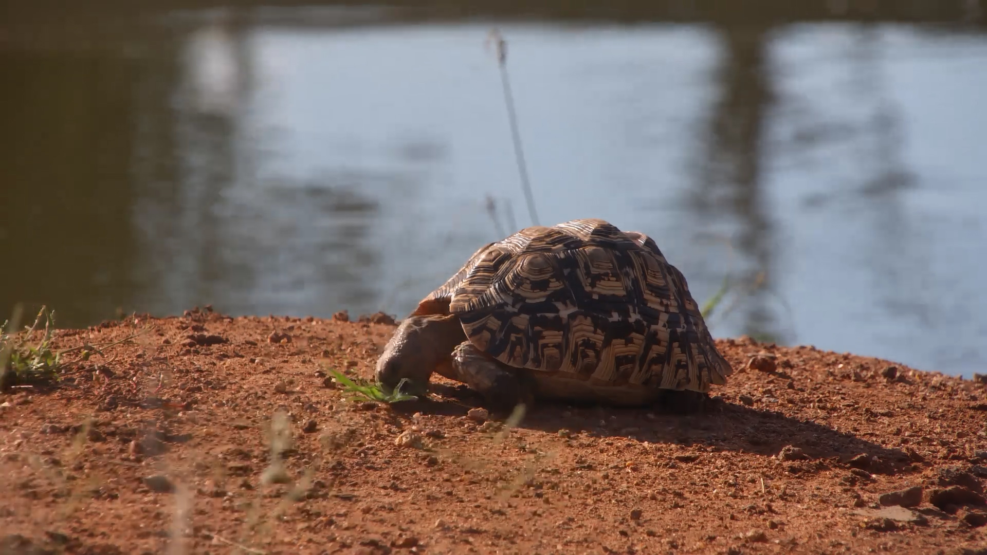 Just a Tortoise and Some Grass