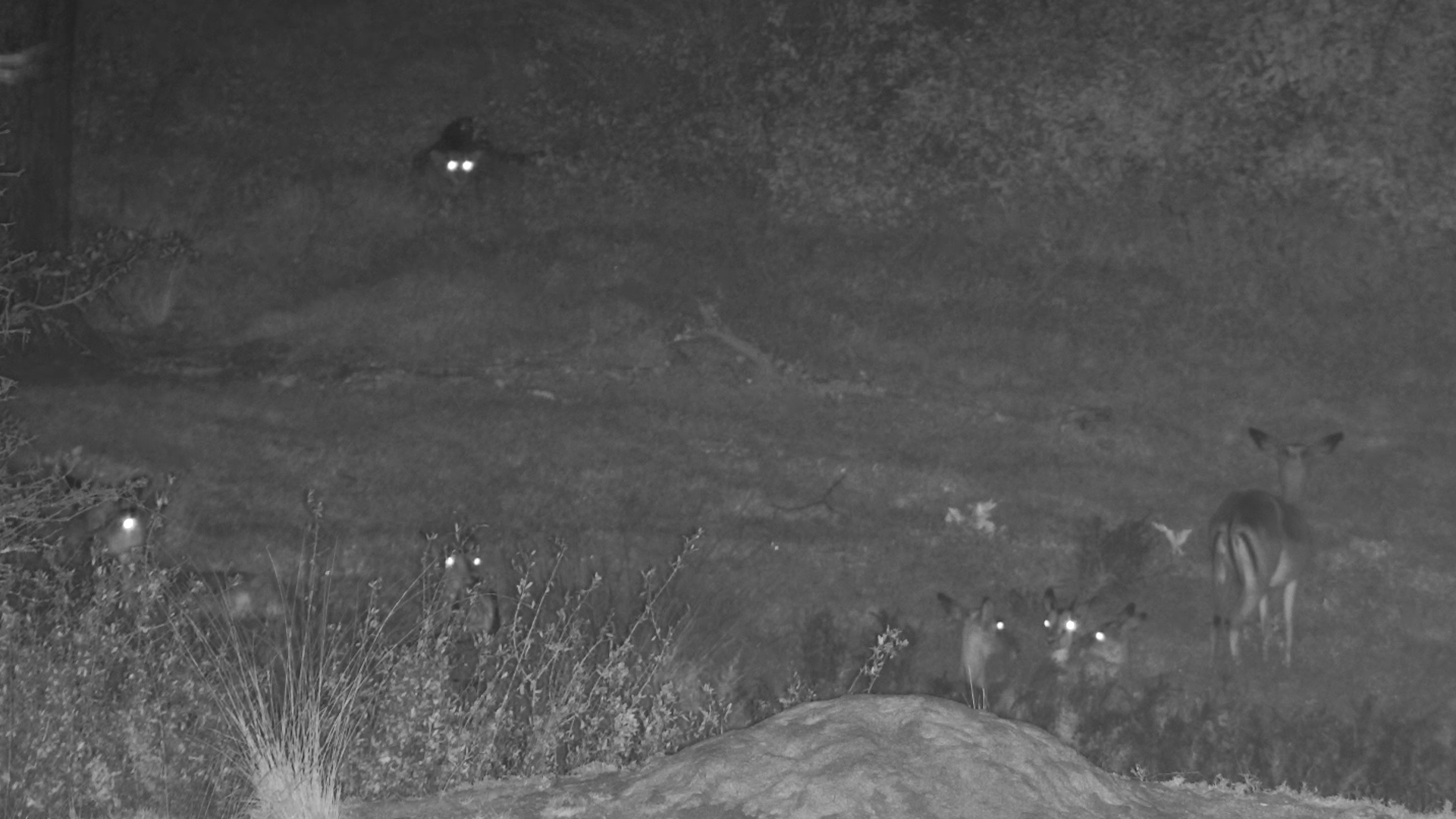 The Leopard Thought It Was Hidden