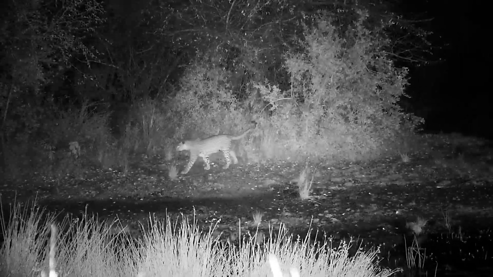 Leopard Moves Past Kwa Maritane