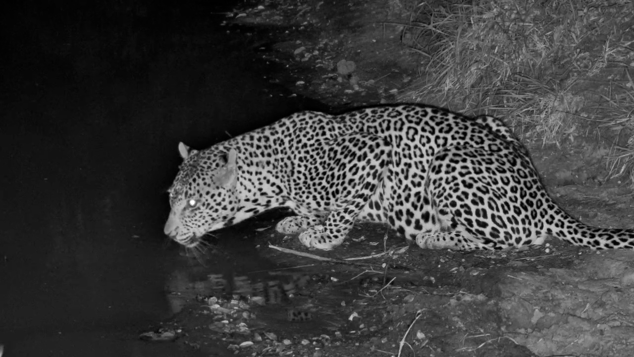 Pure Leopard Elegance Beneath the African Night Sky