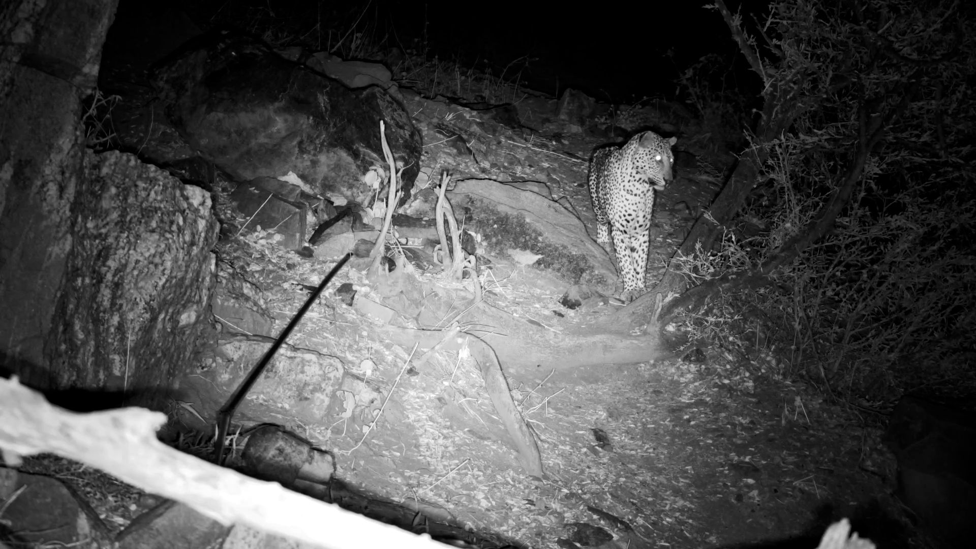 Stealthy Leopard Triggers Baboons’ Warning Calls