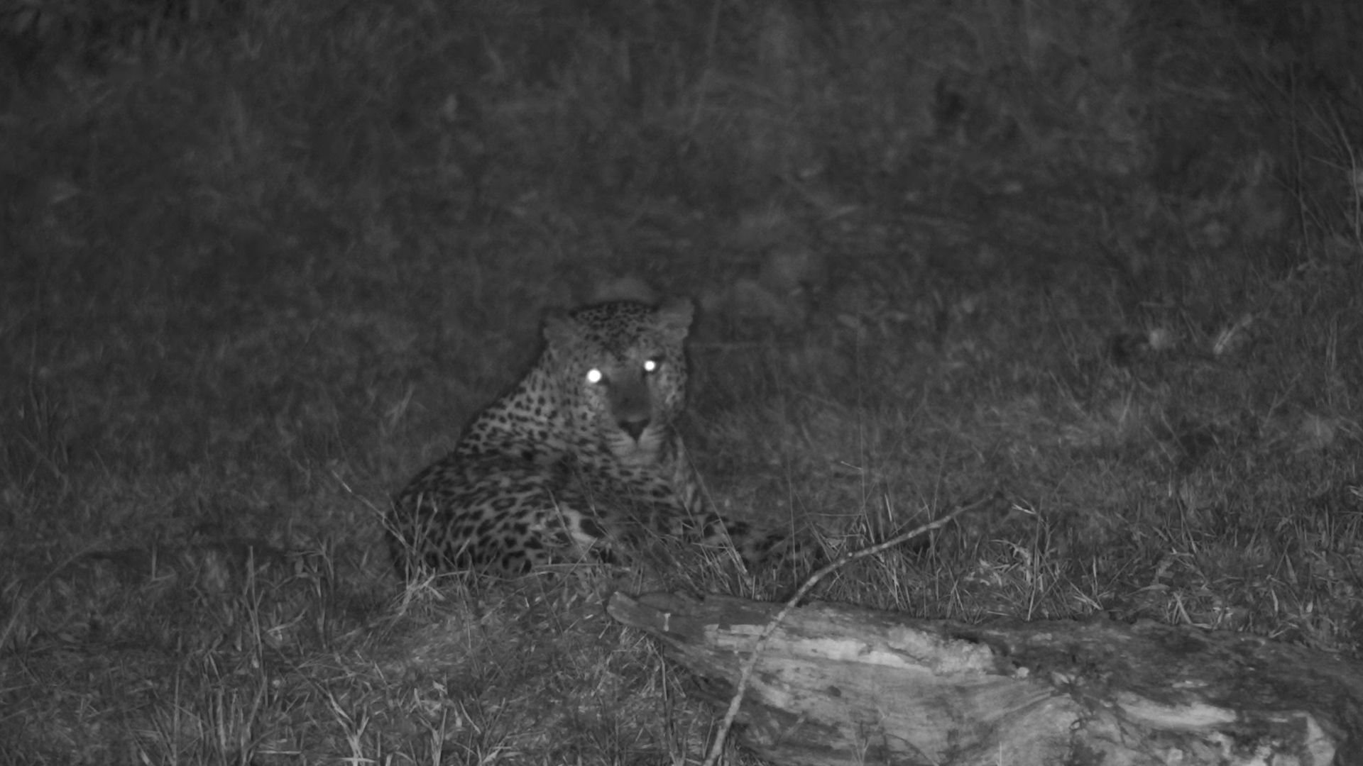 Leopard Hears Something and Slips Into the Darkness