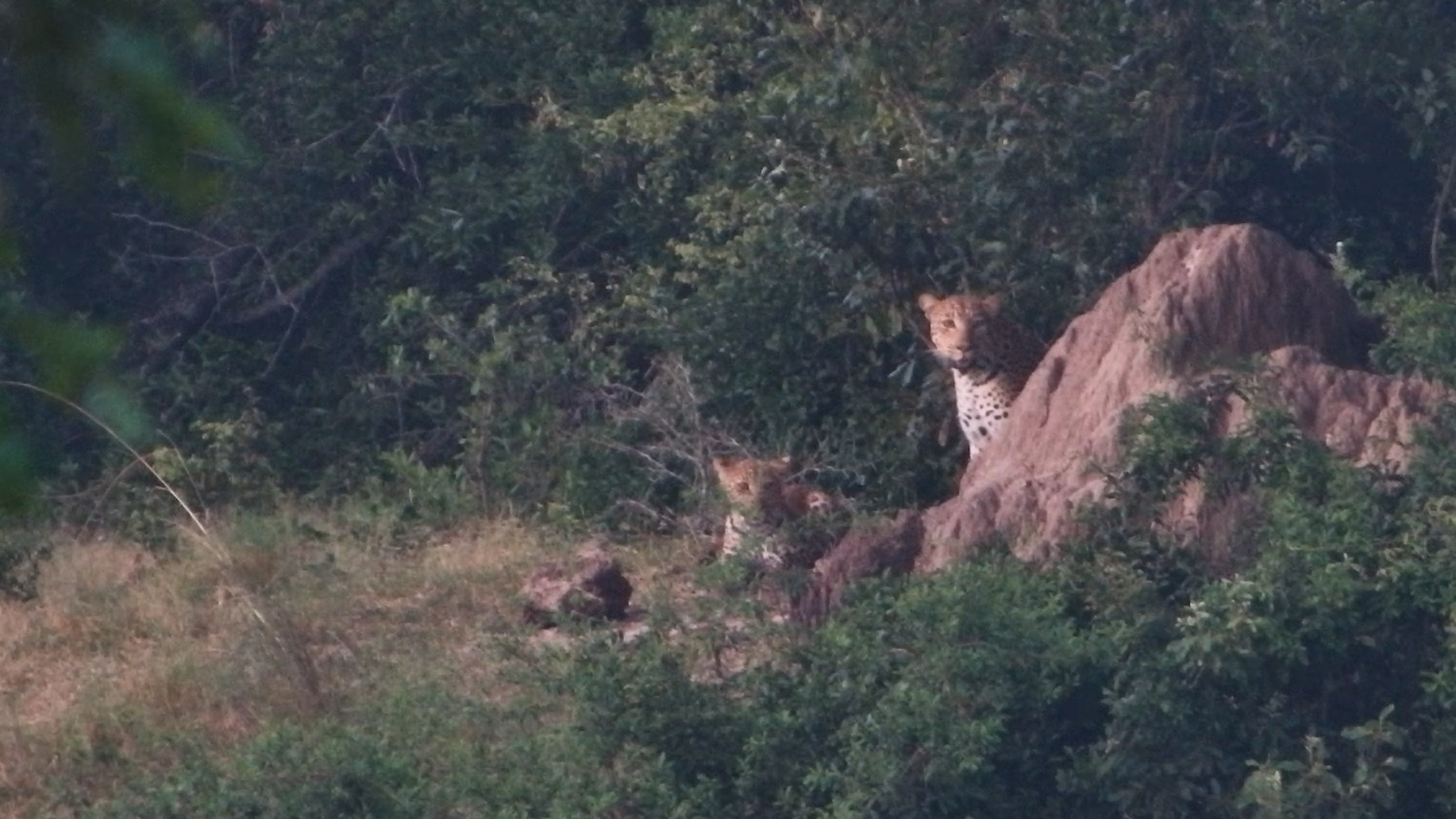 Tembe Treasure: Leopardess with Her Cub