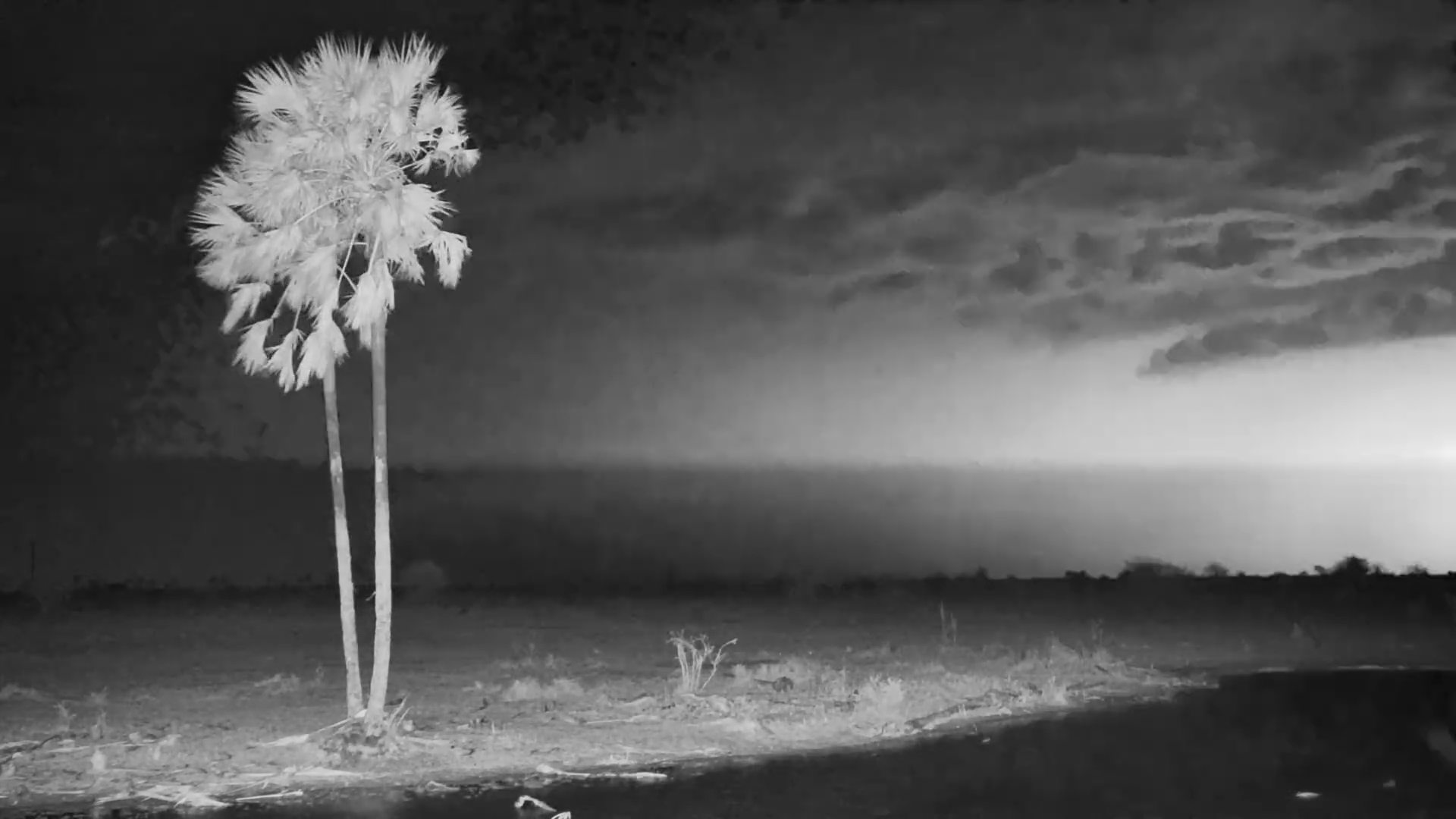 Electrifying Skies: Lightning Strikes Over the Kalahari