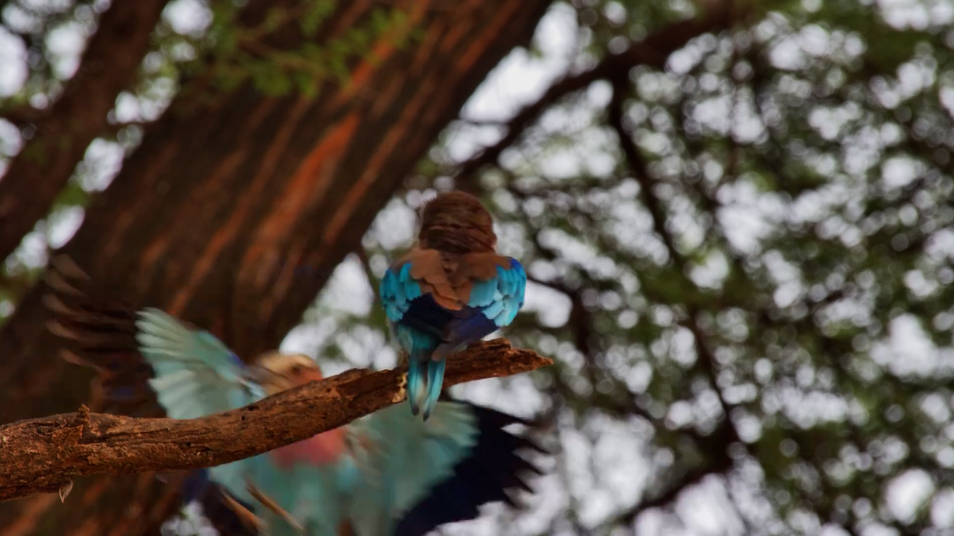 Roller Shows Off Stunning Colours
