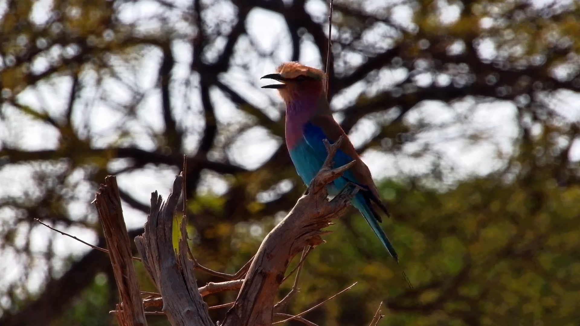 The Rainbow Hunter of Africa