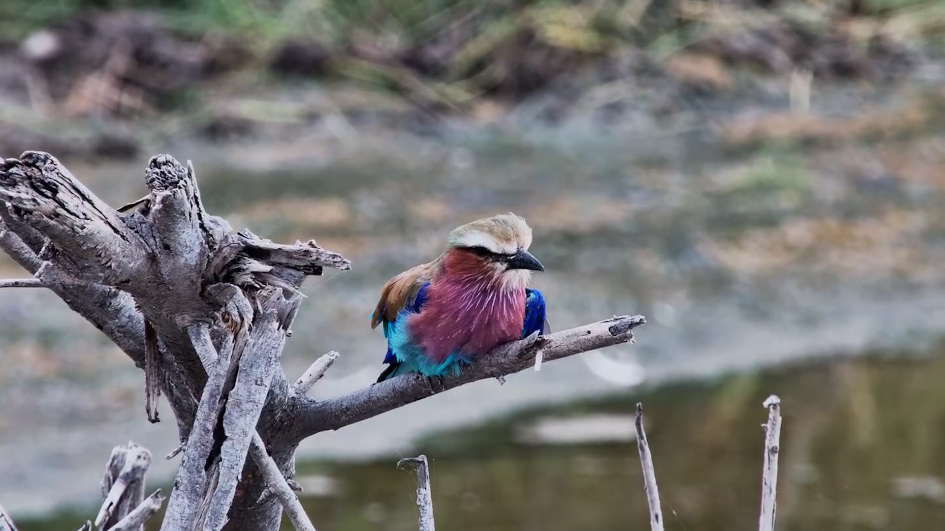 Beauty on a Bare Branch