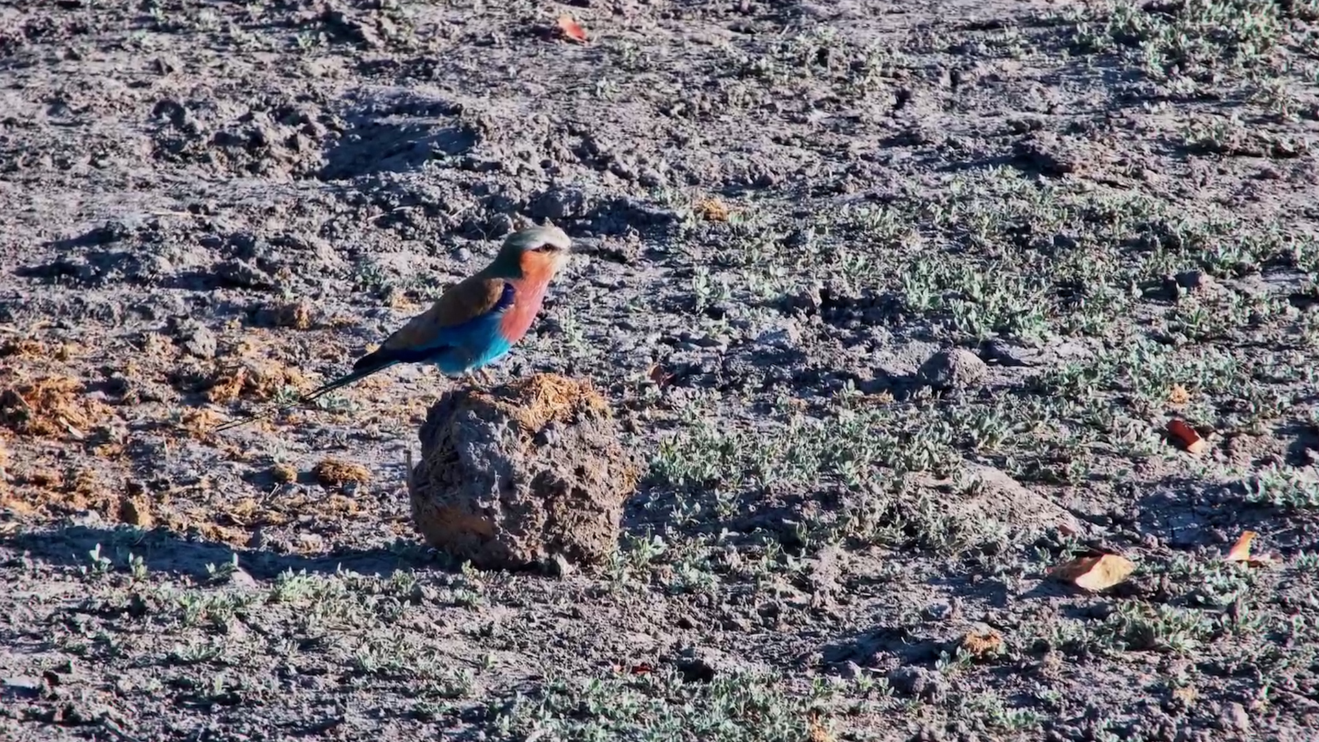 The Most Glamorous Bird on the Least Glamorous Perch