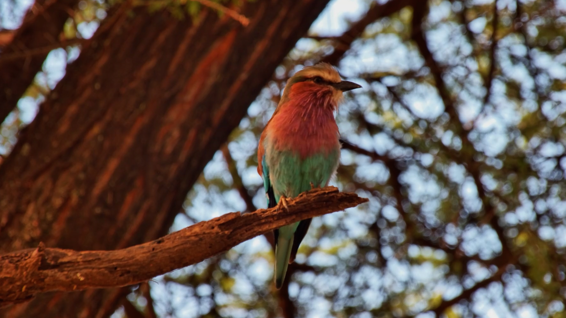Lilac-Breasted Roller Steals the Show