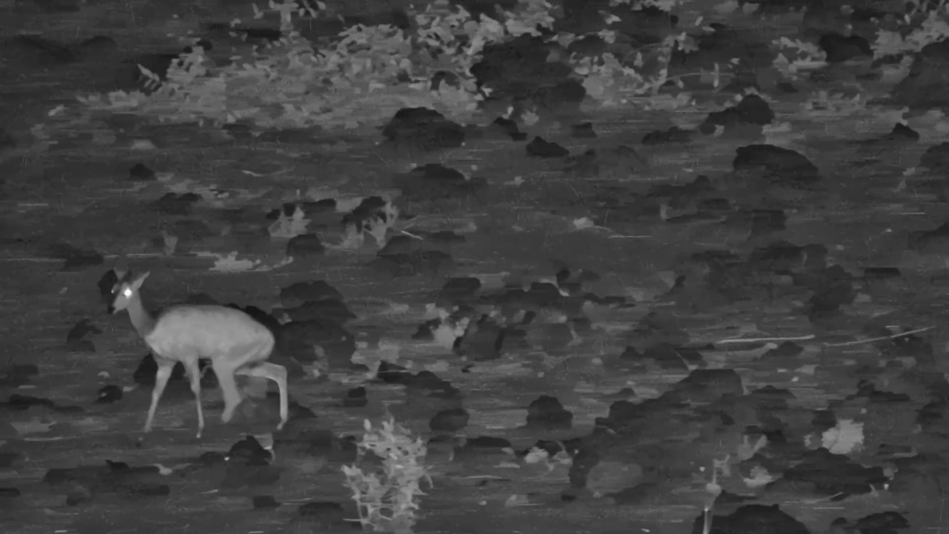 Bushbuck With Missing Hoof Struggles to Keep Up