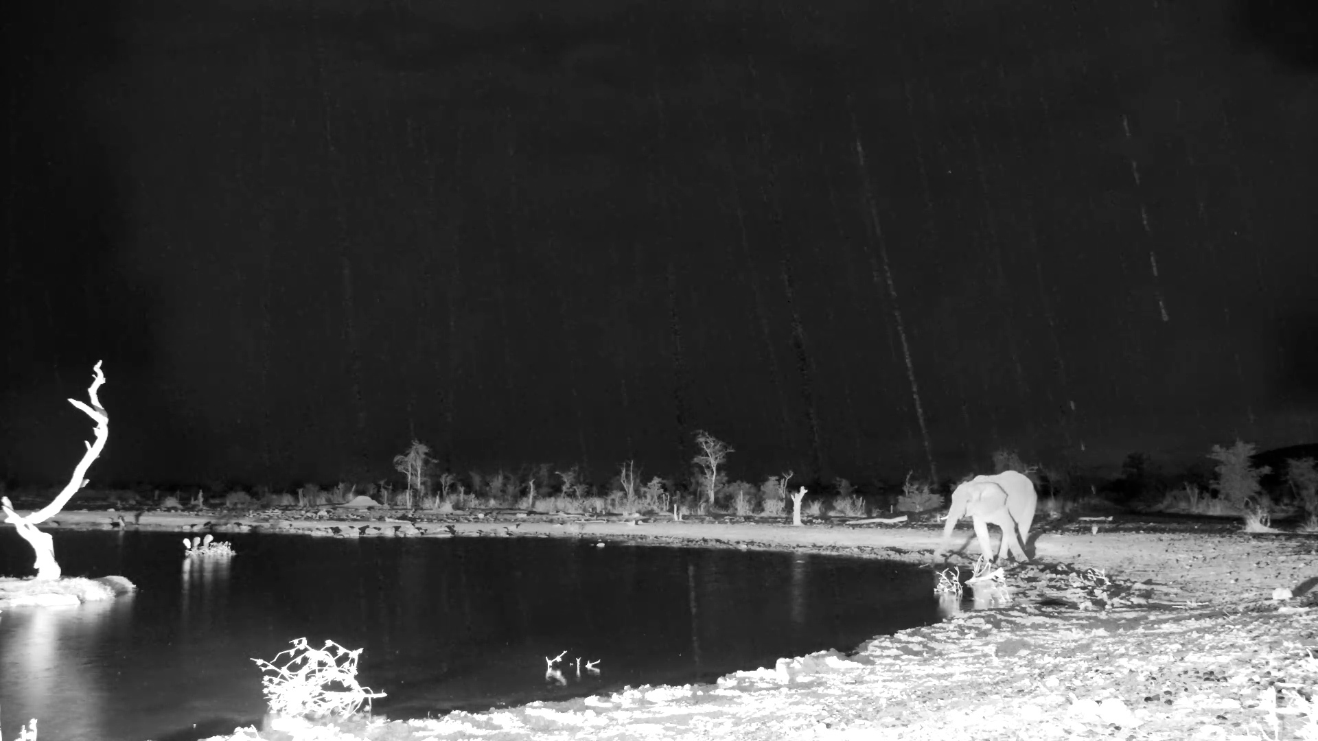 Injured Barn Owl Drinks at Safarihoek