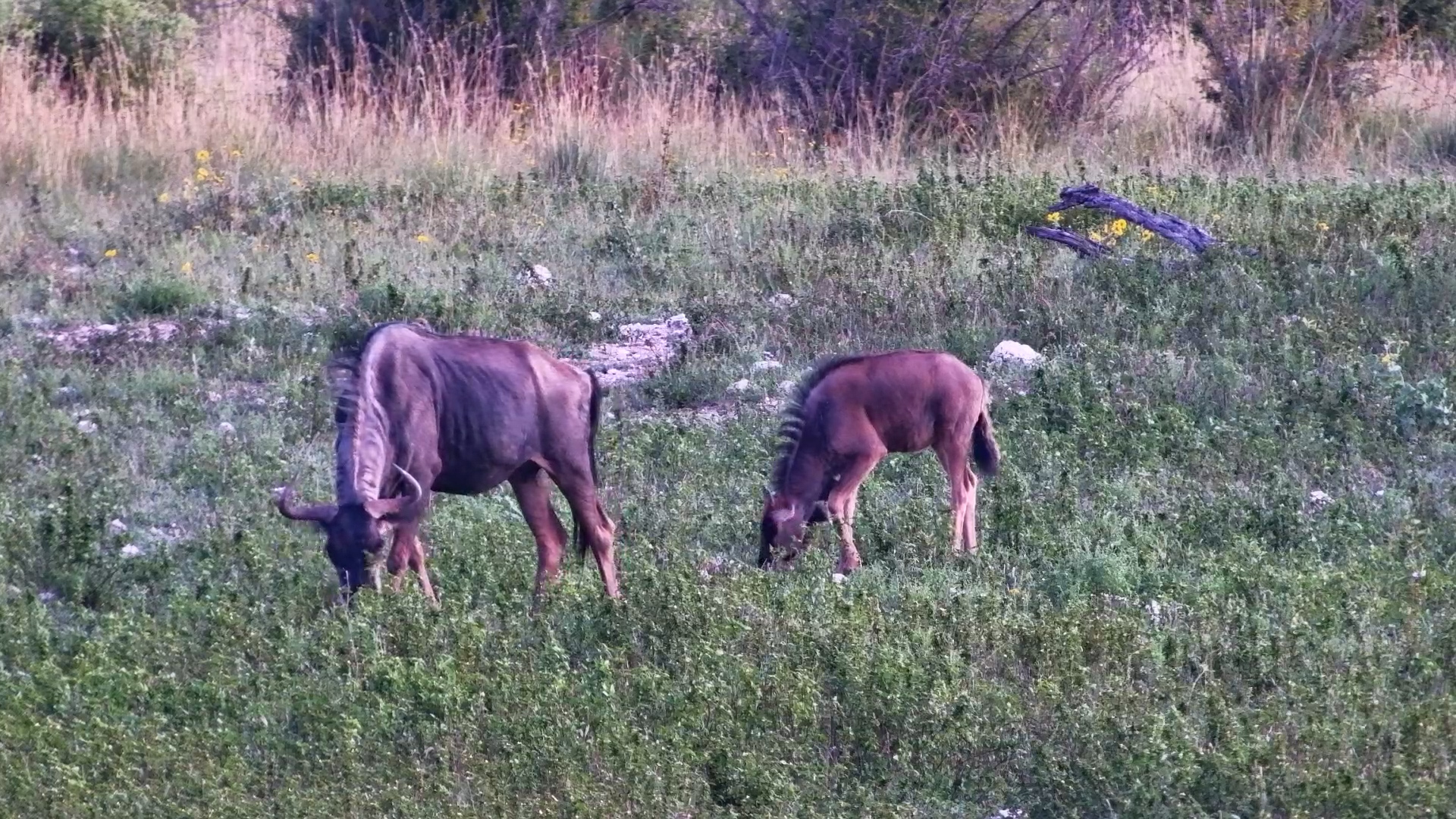 Limping Wildebeest Refuses to Fall Behind