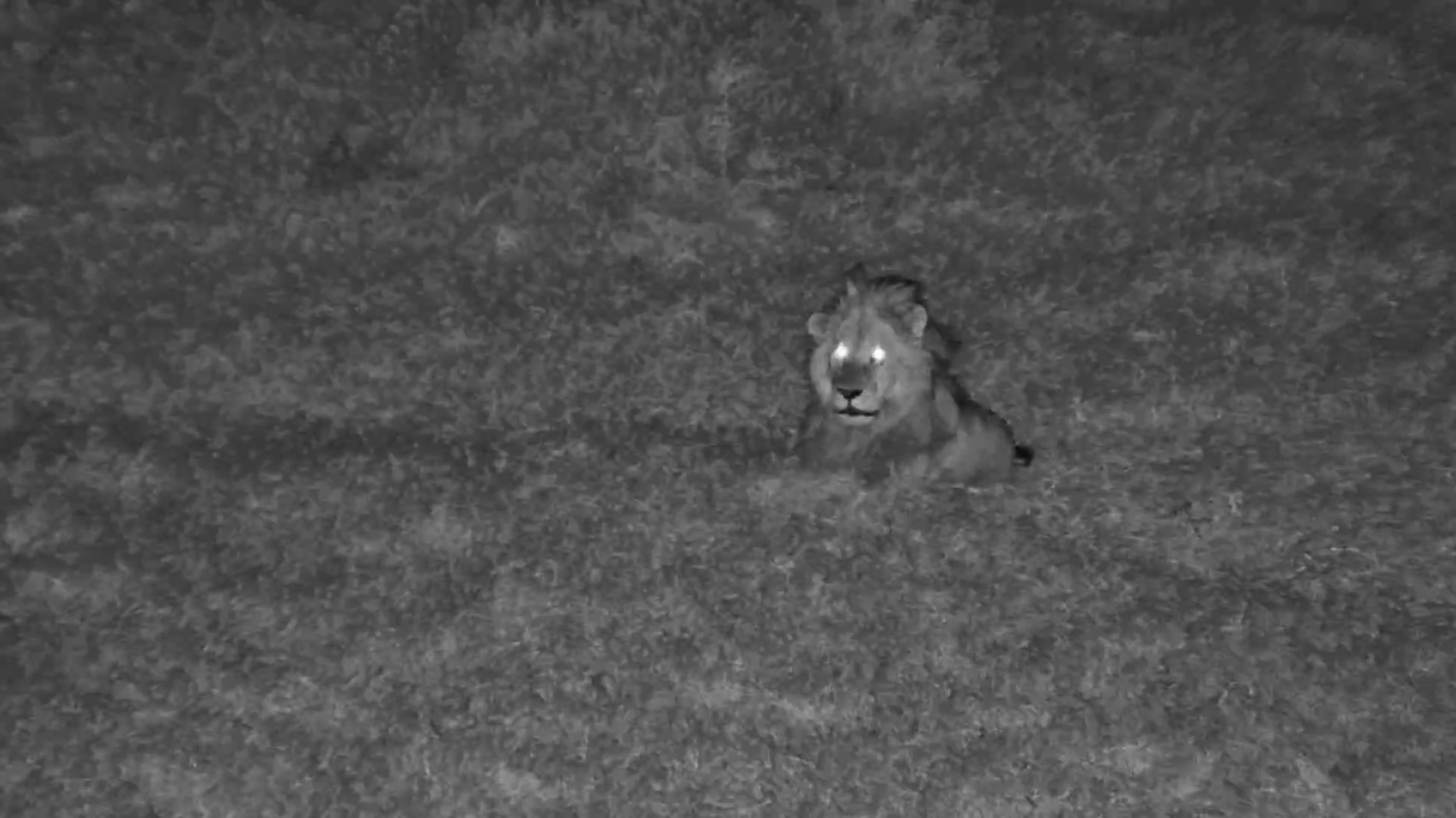 King of the Mara! Male Lion Patrols & Lets Out an Epic Roar