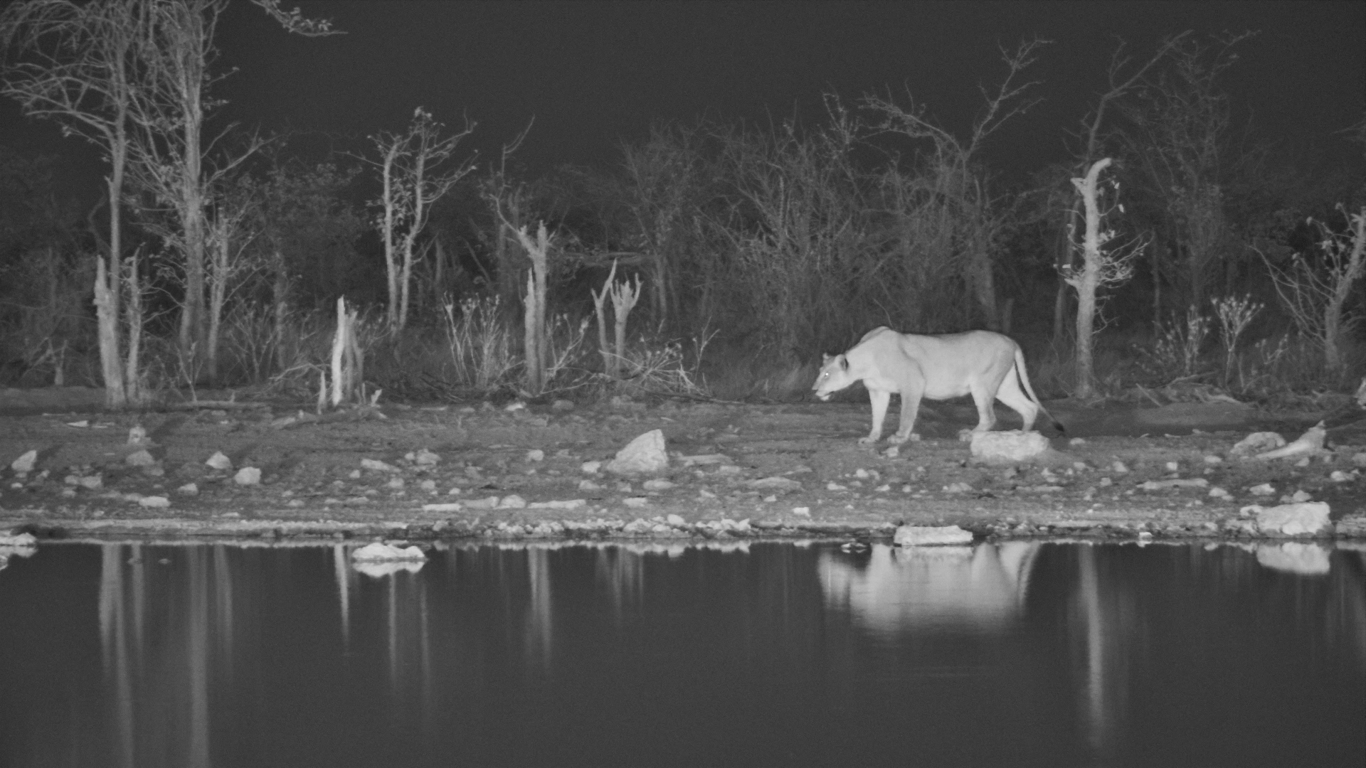 Lion Tries Chasing a Giraffe... Bold Choice