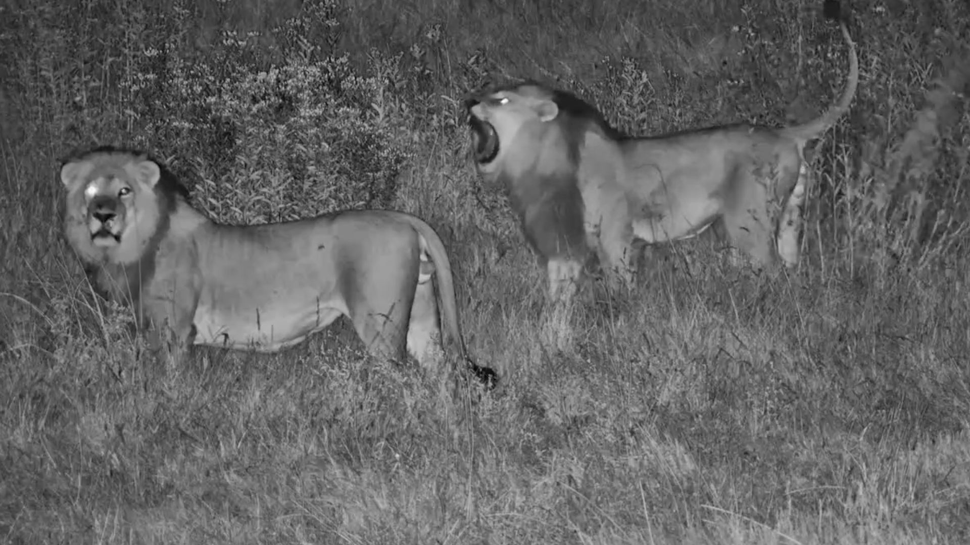 The Fox Noticed Them First | Lions in the Dark