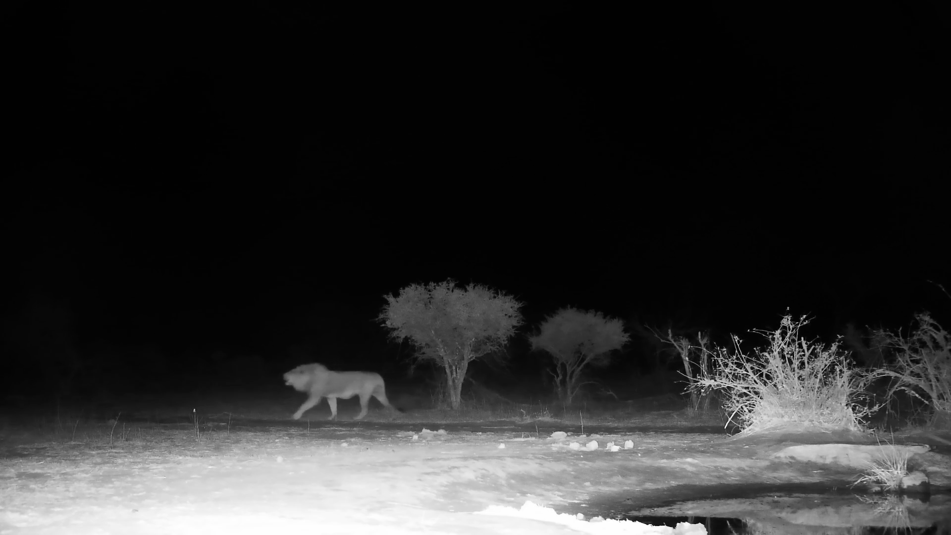 Male Lion Roars Past Cat Eye Camera