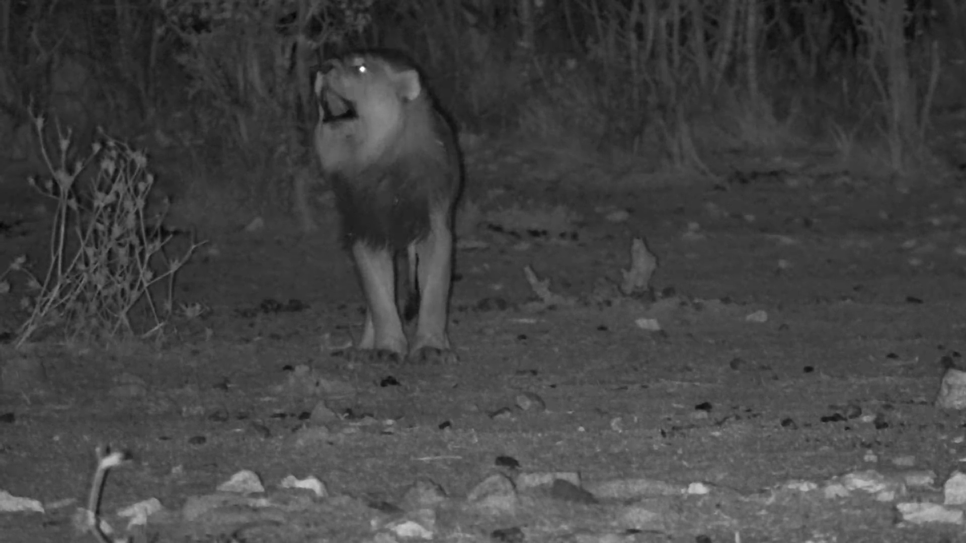 Jackal Shouts at Male Lion