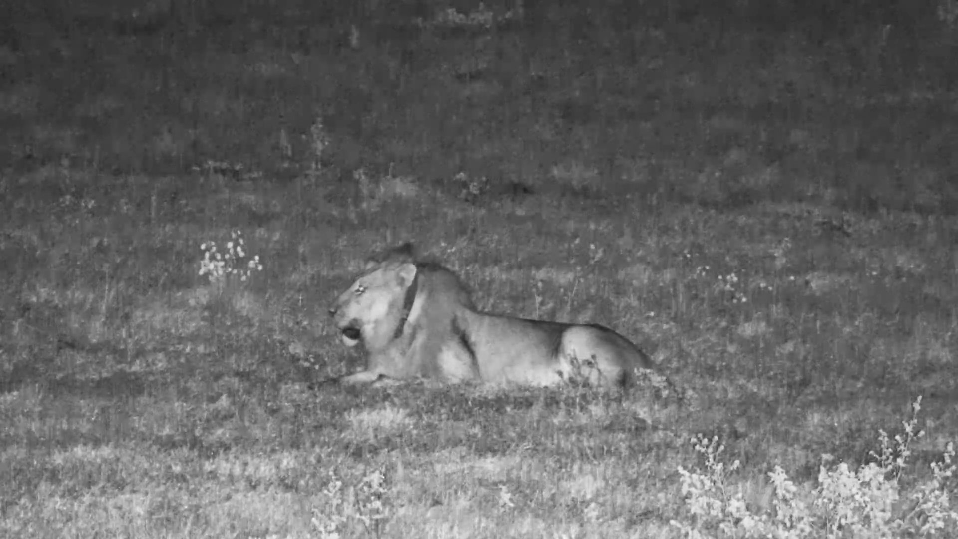 When Lions Speak… The Night Listens