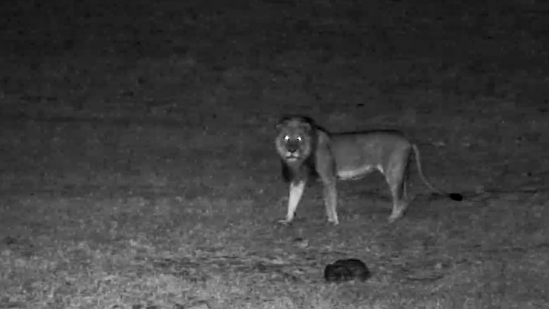 A Male Lion's Night Patrol