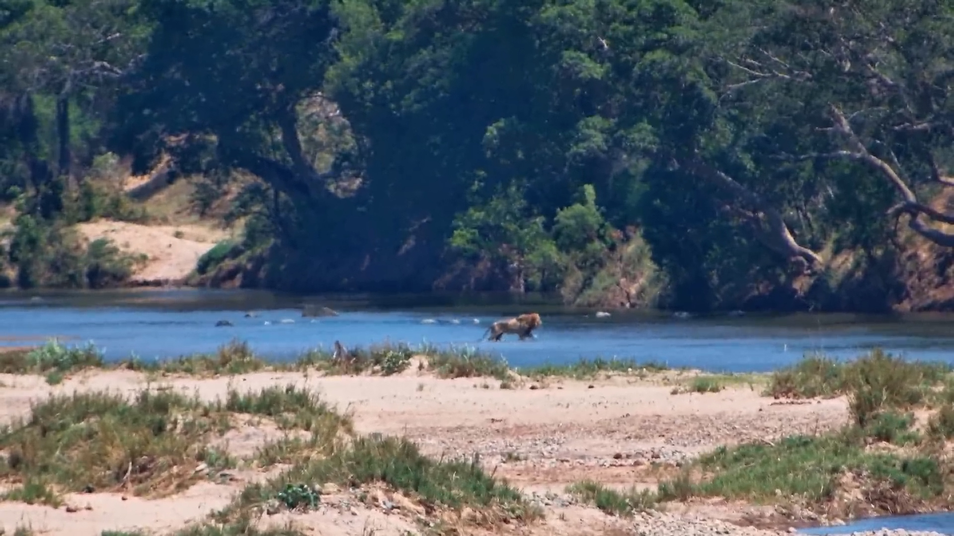 Male Lion Crosses the River!