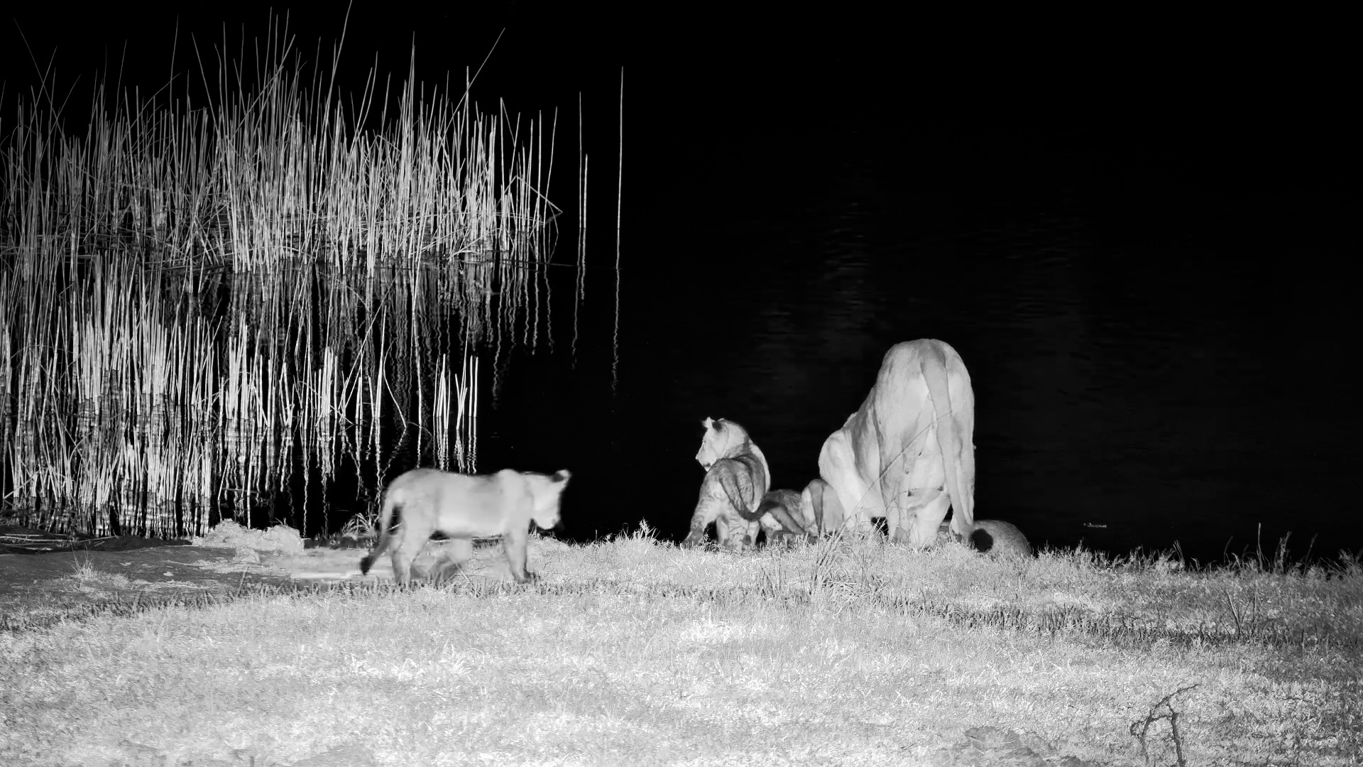 Energetic Lion Cubs Return to Tembe Waterhole at Night